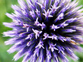Flowers-10