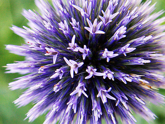 Flowers-10