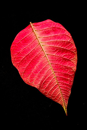 Leaves-15