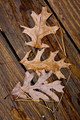 Leaves-13