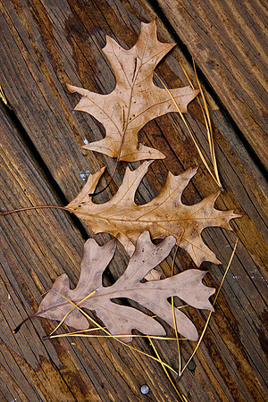 Leaves-13