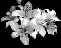 Flowers-6