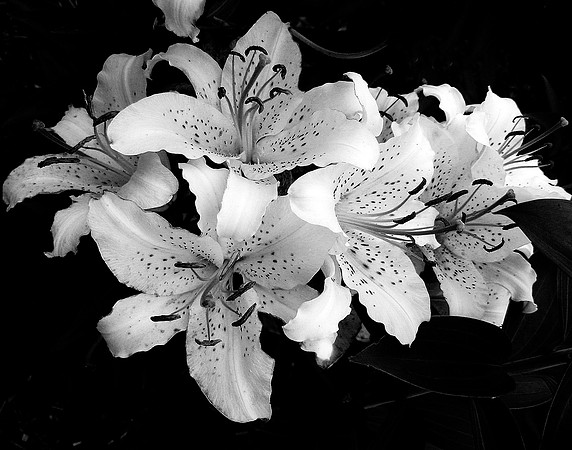 Flowers-6