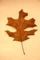 Leaves-8