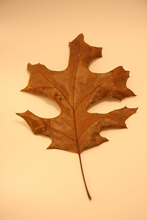 Leaves-8