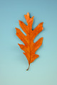 Leaves-5
