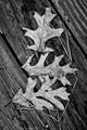 Leaves-14