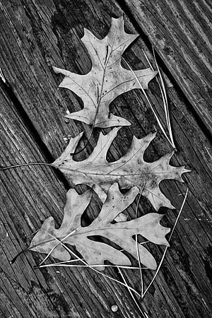 Leaves-14