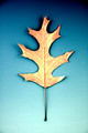 Leaves-3