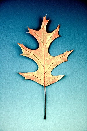 Leaves-3