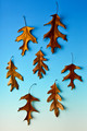 Leaves-6
