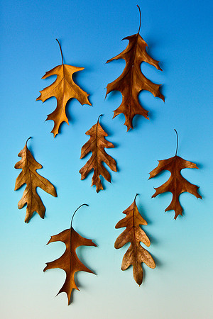Leaves-6