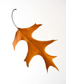 Leaves-9