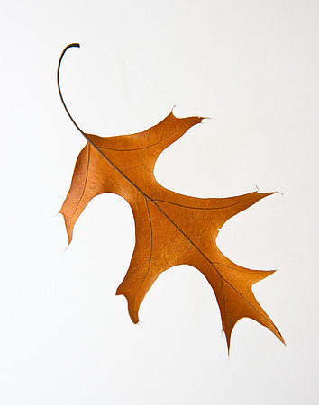 Leaves-9