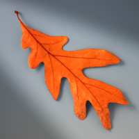 Leaves