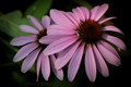 Flowers-25