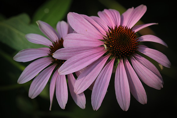 Flowers-25