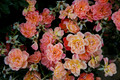 Flowers-14