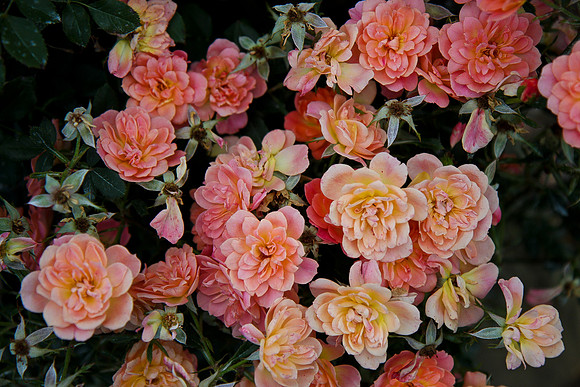 Flowers-14