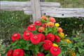 Flowers-1