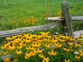 Flowers-16