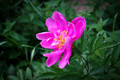 Flowers-13