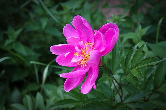 Flowers-13