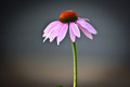 Flowers-22