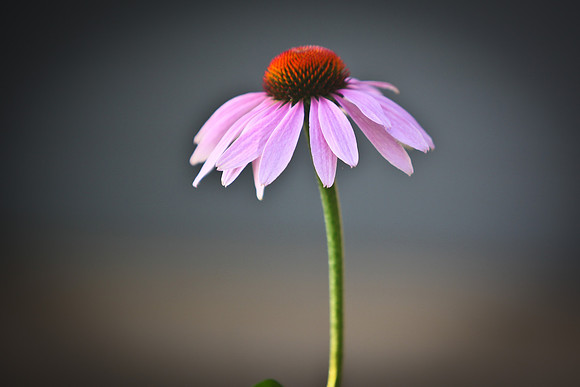 Flowers-22