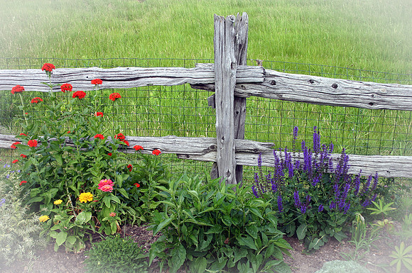 Flowers-7