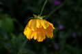 Flowers-15