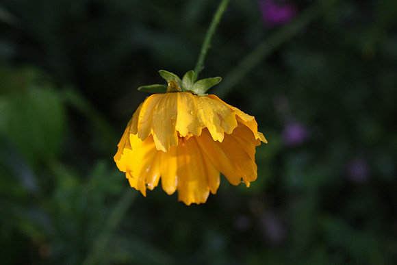 Flowers-15