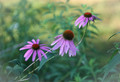 Flowers-21