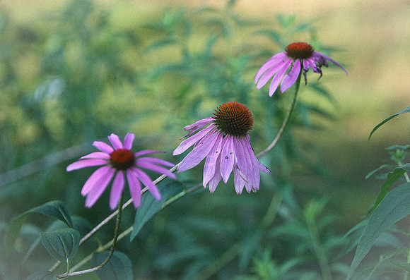 Flowers-21