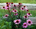 Flowers-8