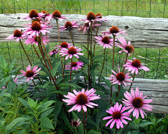 Flowers-8