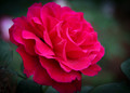Flowers-18