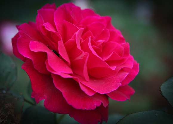 Flowers-18