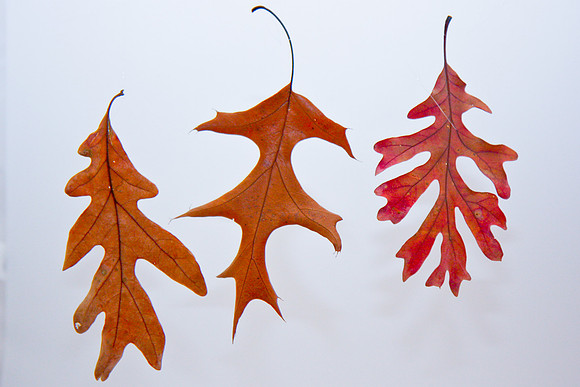 Leaves-11