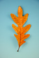 Leaves-4