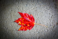 Leaves-17